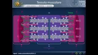 Istologia 19  Muscolare parte 1 [upl. by Batha]