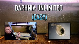 How I Raise Daphnia Water Fleas And You Can Too [upl. by Trueman180]