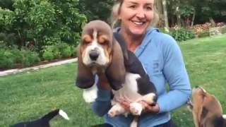 European basset hound puppies at 7 weeks [upl. by Moneta]