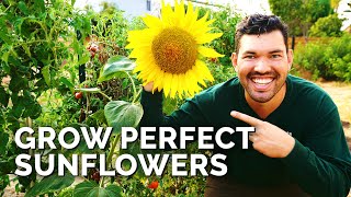 How to Grow Sunflowers Successfully At Home 🌻 [upl. by Hollander]