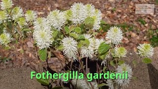 Fothergilla gardenii Growing Guide Witch Alder by GardenersHQ [upl. by Sullivan]