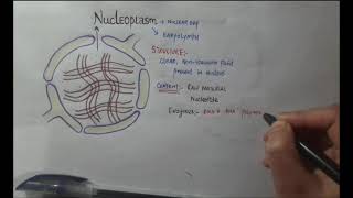 NUCLEOPLASM STRUCTURE FUNCTION [upl. by Kellby]