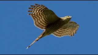 Sparrowhawk Bird Call Bird Song [upl. by Altaf485]