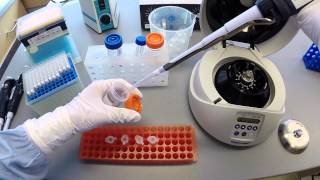 DNA Extraction Protocol  Part 2 [upl. by Broida630]