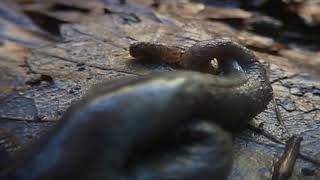 Flatworms  An Invasive Flatworm Hunts Earthworms [upl. by Oesile]