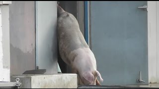 End cruel treatment of animals at slaughterhouses [upl. by Inami]