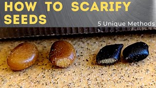 5 Ways to Scarify Seeds  Seed Scarification 101 [upl. by Bohner517]