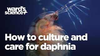 Caring and Culturing for Daphnia [upl. by Ibocaj82]