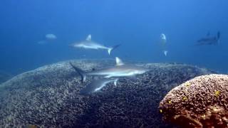 Dive the Ningaloo Reef Coral Bay [upl. by Felice]