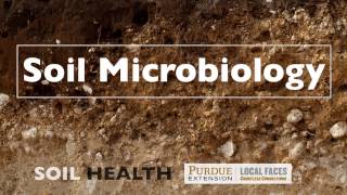 Soil Basics Soil Microbiology [upl. by Cloris]