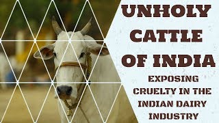 Unholy Cattle of India  Exposing Cruelty in the Indian Dairy Industry [upl. by Ahsot535]