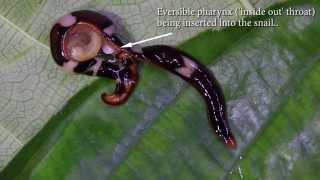 Predatory Flatworm Hunting Snails [upl. by Flodur67]