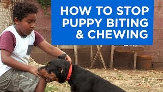 How to Stop Puppy Biting and Chewing [upl. by Cirdec]