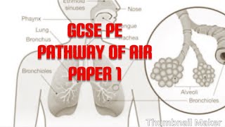 GCSE PE paper1 revision respiratory system [upl. by Lieno]