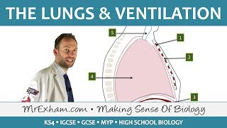 Lungs and Ventilation  GCSE Biology 91 [upl. by Llerdnam]