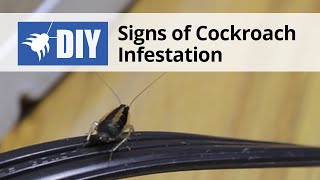 Signs of a Cockroach Infestation [upl. by Jesher]