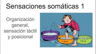 Sensaciones somáticas 1  Fisiología [upl. by Aicirpac847]