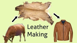 How Hides Are Converted into Leather  Leather Making Process [upl. by Fiorenze356]