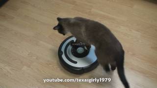 Cat shows HOW TO use iRobot Roomba Vacuum [upl. by Ophelia913]