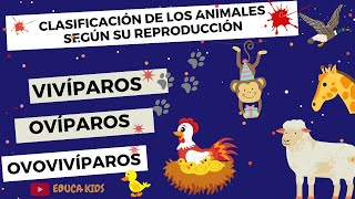 ANIMALES OVÍPAROS VIVÍPAROS Y OVOVIVÍPAROS PARA NIÑS [upl. by Lyndsay]