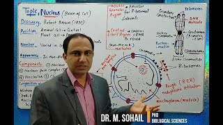 Nucleus Structure and Functions [upl. by Corry249]