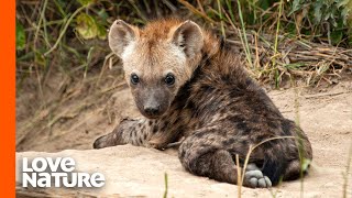 The Truth About Spotted Hyenas [upl. by Barb]