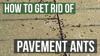 How to Get Rid of Pavement Ants 3 Simple Steps [upl. by Esyahc5]