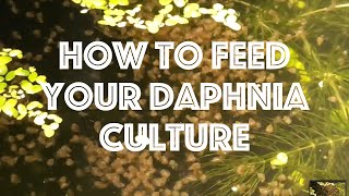 How To Feed Your Daphnia Culture [upl. by Aicatsal494]