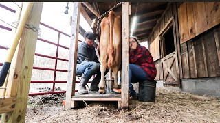 Milking My Cows Just Got Easier  Stanchion Tour [upl. by Atteugram]