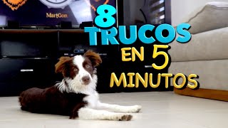 8 Trucos de Perros EN 5 MINUTOS  MartGon [upl. by Ahsenot]