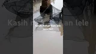 Limbah untuk makanan ikan lele [upl. by Oretna]