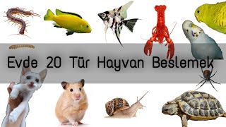 Bütün Hayvanlarımı Bir Videoda Gösterdim Evde 20 tür beslemek [upl. by Ikram]