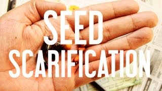 How to Start Seeds Seed Scarification [upl. by Stephenson]