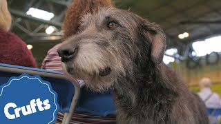 The Deerhound  Crufts Breed Information [upl. by Eiveneg]