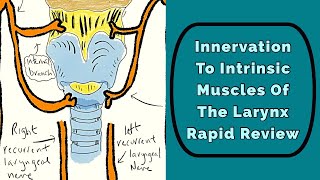 Innervation To The Larynx Rapid Review [upl. by Ingaborg]