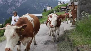 La monticazione a Costalta San Pietro di Cadore Adotta una mucca [upl. by Dyane]