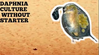 HOW TO CULTURE DAPHNIA NATURALLY WITHOUT A STARTER [upl. by Hcnarb]