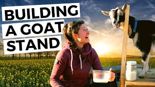 DIY Pallet Goat Milking Stand or Stancheon  Homesteading [upl. by Francklyn]