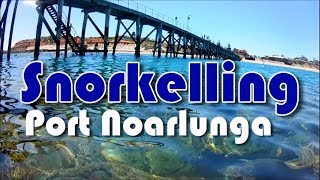 Snorkelling at Port Noarlunga South Australia [upl. by Eissahc890]