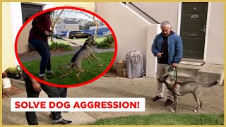 How to Solve Dog Aggression  Dog Nation [upl. by Rehpinej]