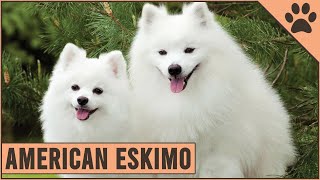 American Eskimo  Dog Breed Information [upl. by Feilak933]