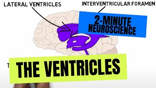 2Minute Neuroscience The Ventricles [upl. by Naujad322]