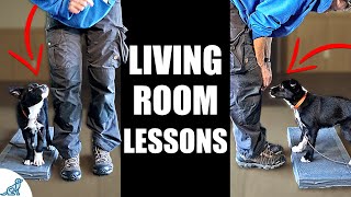 5 Puppy Training Exercises You Should Do EVERY DAY At Home  Living Room Lessons [upl. by Percy160]