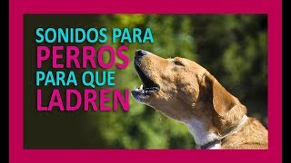 SONIDOS PARA PERROS PARA QUE LADREN [upl. by Irmine]