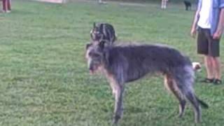 Scottish deerhound leaping and bounding [upl. by Sathrum378]