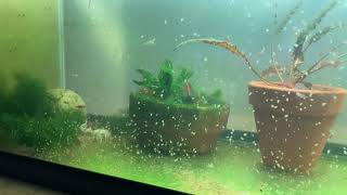 Daphnia Culturing Snails or no snails [upl. by Filmore]