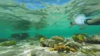 Belize Barrier Reef Snorkeling Video [upl. by Davidoff999]