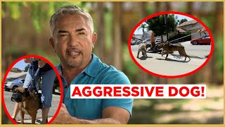 HOW TO CALM AN AGGRESSIVE DOG  Cesar 911 [upl. by Lauer774]