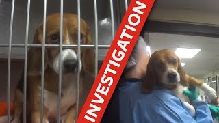 Cruel tests on dogs exposed [upl. by Lamrej]