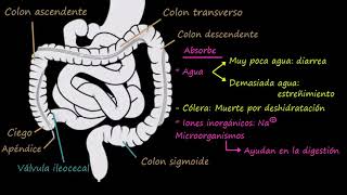 Colon recto y ano  Fisiología del sistema gastrointestinal  Khan Academy en Español [upl. by Sanson638]